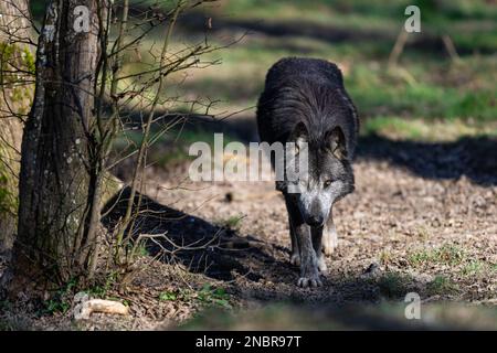 Das Porträt einer timberwolf-Familie im Wald Stockfoto