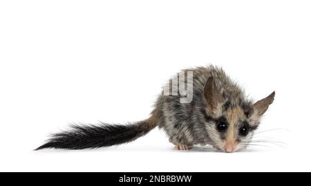 Scruffy Large Ear Dormouse alias Eliomys melanurus, Running side ways. Ich schaue nach unten und direkt in die Kamera. Isoliert auf weißem Hintergrund. Stockfoto