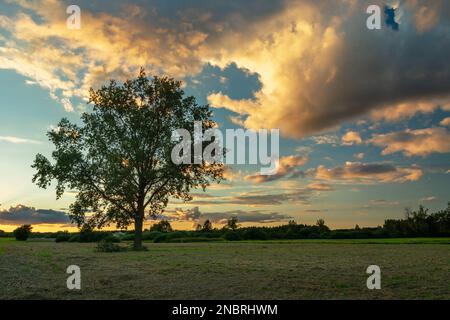 Eine große Eiche, die auf einer Wiese wächst, und Abendwolken, die von der Sonne hervorgehoben werden, Nowiny, Lubelskie, Polen Stockfoto