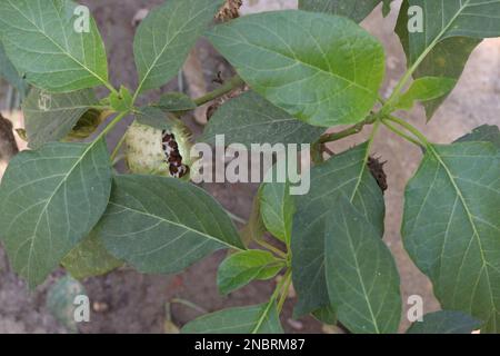 datura-Dornfrucht auf einem Baum im Betrieb für Kräuterpflanzen Stockfoto