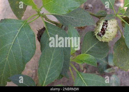 datura-Dornfrucht auf einem Baum im Betrieb für Kräuterpflanzen Stockfoto