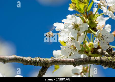 Bienen fliegen zu Kirschblüten, Blick an einem sonnigen Frühlingstag Stockfoto