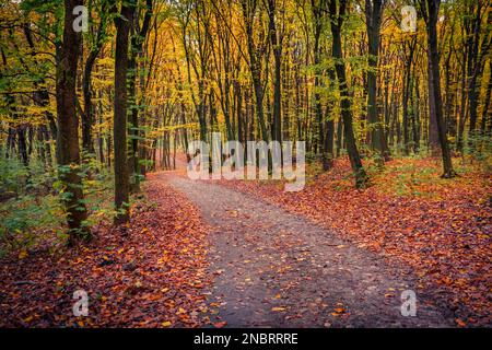 Malerischer Herbstblick auf den Bergwald. Gewundene Landstraße zwischen bunten Bäumen. Fantastische Morgenszene aus farbenfrohem Holz. Schönheit der Natur c Stockfoto