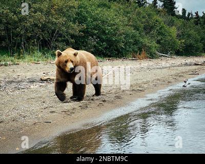 Mutter und Jungfrau eines Braunbären im Katmai-Nationalpark in Alaska. Stockfoto