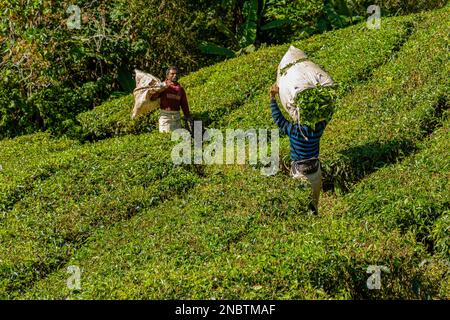 BOH Tea Centre, Cameron Highlands, Malaysia - 2023: Die Teepflücker von BOH Tea sind ein wesentlicher Bestandteil der Teeherstellung. Es ist ihre Stockfoto