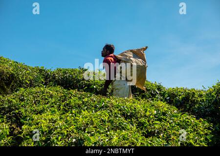 BOH Tea Centre, Cameron Highlands, Malaysia - 2023: Die Pflücker von BOH Tea sind für die Teezubereitung unerlässlich, da sie diejenigen sind, die es sind Stockfoto