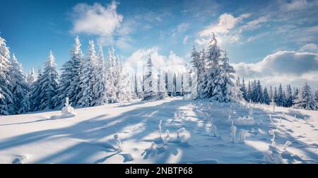 Unberührte Winterlandschaft. Spektakulärer Blick am Morgen auf die Karpaten mit frischen schneebedeckten Tannenrinnen. Atemberaubende Outdoor-Szene des Mountain val Stockfoto