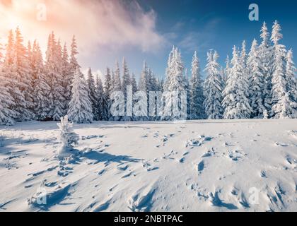 Weihnachtspostkarte. Faszinierende Winterlandschaft im Bergtal. Aufregender Sonnenaufgang in den Karpaten. Frostige Tannenbäume bedeckt von fr Stockfoto