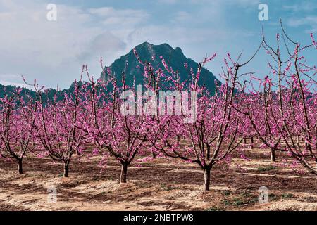 Blühend in Cieza, verschiedene blühende Obstbäume und ein Berg im Hintergrund. Befindet sich in der Region Murcia, Spanien Stockfoto