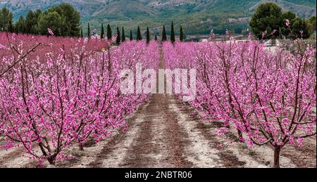 Panoramablick auf die Blüte in Cieza. Verschiedene blühende Obstbäume, hauptsächlich der Pfirsichbaum. Befindet sich in der Region Murcia, Spanien Stockfoto