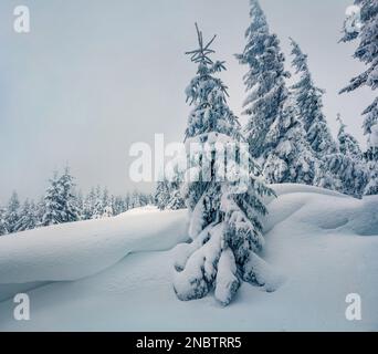 Unberührte Winterlandschaft. Düstere Morgenszene mit Bergwald. Spektakulärer Winterblick auf die Karpaten, die Ukraine, Europa. Schönheit der Natur Stockfoto