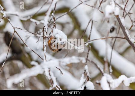 Ein alter fauler Apfel auf einem Obstbaum, bedeckt mit Eis und Schnee im Winter Stockfoto