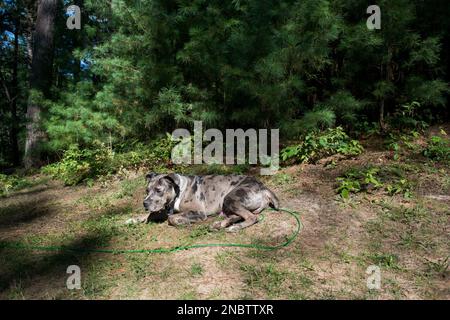 Pit-Bull-Hund, der während des Urlaubs auf dem Boden auf einem Campingplatz liegt Stockfoto