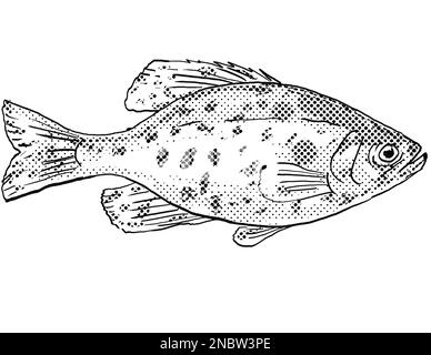 Zeichentrickzeichnung eines schwarzen Crappies oder Pomoxis nigromaculatus Süßwasserfisches, der in Nordamerika mit Halbtonpunkten auf isoliertem Hintergrund gefunden wurde. Stockfoto