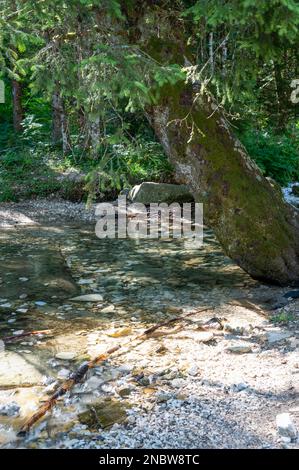 Landschaft im Wald des Naturparks Régional du Vercors - der Nationalpark in der Nähe von Grenoble in den Rhone-Alpen Stockfoto