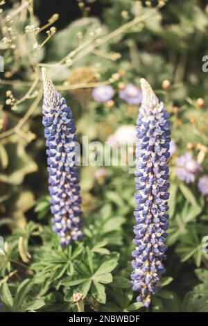 Lupin Blumen (Gattung Lupinus Stockfotografie Alamy