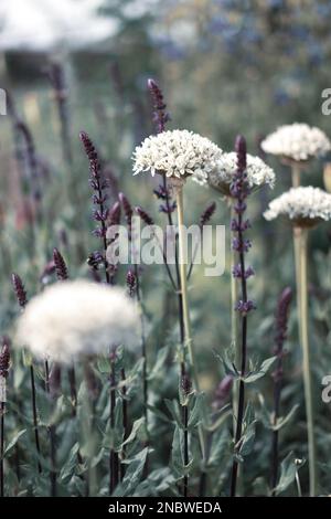 Helmingham Hall Gärten in Suffolk England Stockfoto