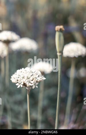 Helmingham Hall Gärten in Suffolk England Stockfoto