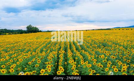 Luftaufnahme des Feld mit Sonnenblumen. Stockfoto