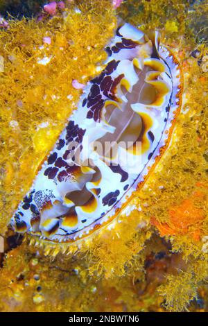 Variable Thorny Oyster, Spondylus Varians, Coral Reef, South Ari Atoll, Malediven, Indischer Ozean, Asien Stockfoto