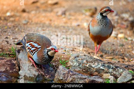 Red-legged Partridge, alectoris Rufa, Nationalpark Monfragüe, Wellness, ZEPA, Biosphärenreservat, Provinz Cáceres, Extremadura, Spanien, Europa Stockfoto