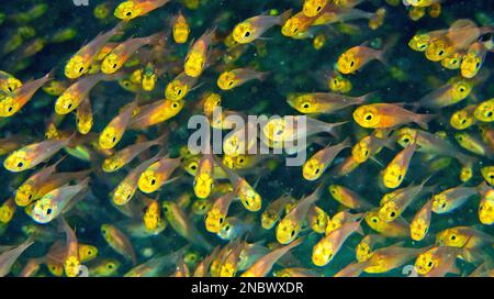 Pygmy Sweeper, Parapriacanthus ransonneti, Coral Reef, Felidhe Atoll, Malediven, Indischer Ozean, Asien Stockfoto