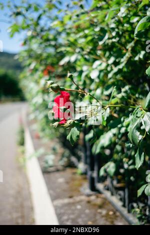 Nahaufnahme einer roten Rose auf einem Gitter voller Pflanzen. Die Blumen kletterten hoch. Der Zaun ist voller grüner Pflanzen. Stockfoto