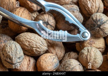 Bulk-Nüsse und Nussknacker, die man bei einem Tauchgang sieht Stockfoto