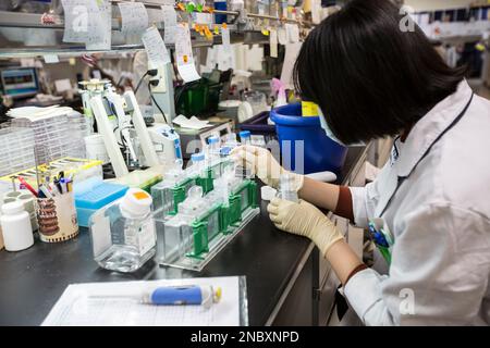 Ein Wissenschaftler oder Forscher arbeitet in einem Wissenschafts- oder Forschungslabor. In diesem Bereich geht es um die Entdeckung neuer Impfstoffe, Pharmakologie, neuer Mechan Stockfoto