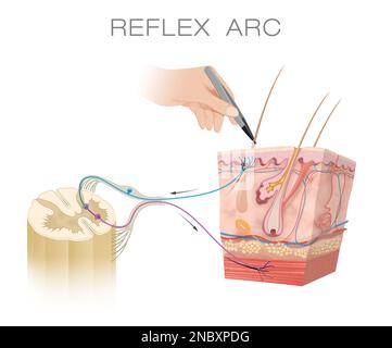 Anatomisches Schema Des Spinalen Reflexbogens Stockfoto