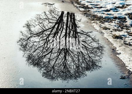 Die Krone eines großen Baumes spiegelt sich im Wasser eines Teiches im Winter oder Frühling wider Stockfoto