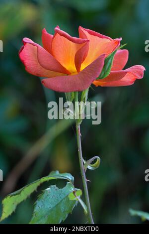 Eine orangefarbene Rosenblume, im Sommer blühend, natürlicher grüner Hintergrund, Seitenansicht Stockfoto