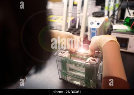 Die Western-Blot-Analyse als Proteinanalyse zum Proteinnachweis. Diese Technik wird in medizinischen oder Forschungslabors verwendet. Außerdem erkennt die Methode HIV Stockfoto