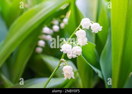 Die blühende Lilie des Tals. - Die Tal-Lilie. Convallaria majalis. Frühlingshintergrund. Blumenhintergrund. Selektiver Fokus. Stockfoto