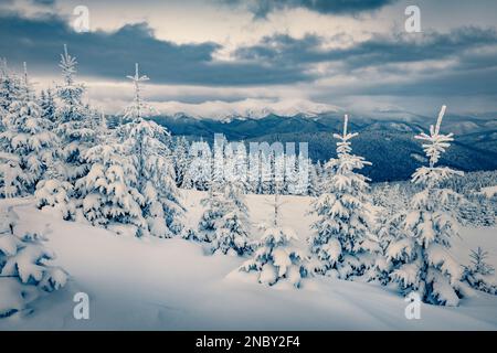 Düstere Winterszene mit Bergen. Frische schneebedeckte Hänge und Tannenbäume in den Karpaten, Ukraine, Europa. Skitour auf unberührten schneebedeckten Hügeln. Stockfoto