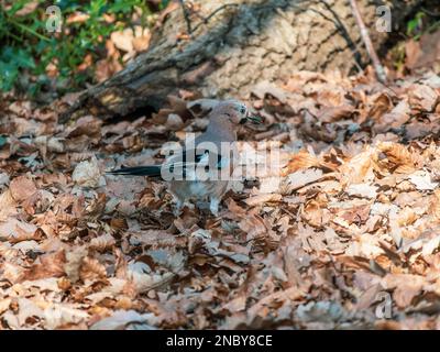 Jay sucht nach Acorns Stockfoto