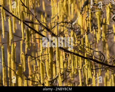 Hazel Tree Golden Catkins im Winter Stockfoto