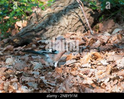 Jay sucht nach Acorns Stockfoto