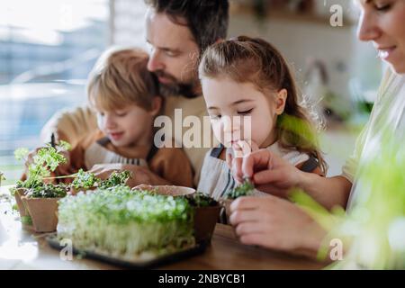 Glückliche Familie pflanzt im Frühling zusammen Kräuter. Stockfoto