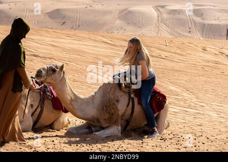 Kamele in oman Stockfoto