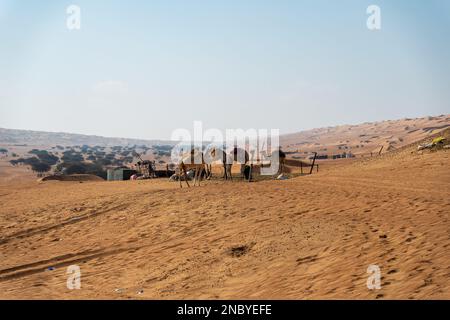 Kamele in oman Stockfoto