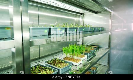 Anbau junger grüner Sprossen im Boden, in kleinen Kisten, in Regalen einer Spezialkammer, in einem modernen intelligenten Labor. Anbau von keimenden Samen verschiedener Körner, Zuchtkulturen,. Hochwertiges Foto Stockfoto