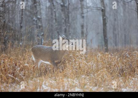 Leichter Schnee auf einem White-tailed doe in Nordwisconsin fallen. Stockfoto