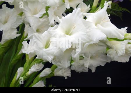 Ein Haufen weißer Lilien „Lilium Essential“-Blumen auf der Southport Flower Show, Merseyside, Lancashire, England, Großbritannien. Stockfoto