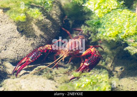 flusskrebse aus louisiana, Imbersago, italien Stockfoto