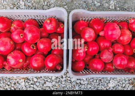 Reife Granatäpfel auf einem Bauernhof im Bezirk Limassol im Inselland Zypern Stockfoto