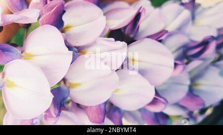 Zarte Fliederblüten von Wisteria-Blüten. Nahaufnahme mit weichem, selektivem Fokus Stockfoto