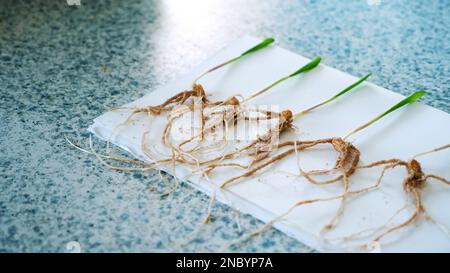 Nahaufnahmen, junge Grünschüsse mit Wurzelsystemen, Forschung im Labor für Pflanzengenetik. Naturwissenschaftliches Labor-Forschungs- und Entwicklungskonzept. Biotechnologie und GVO-Konzept. Hochwertiges Foto Stockfoto