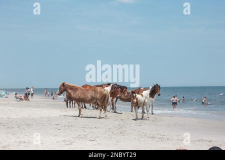 Assateague Island Wildpferde oder Ponys entlang des Strands und des Ozeans in den Sommermonaten sind ebenfalls in Chincoteague zu finden Stockfoto