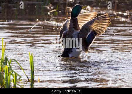 Mallard männliche Ente Anus platyrhynchos in wasserflatternden Flügeln glänzend grüner Kopf weißer Kragen gelber Schirm Blau und weißer Fleck auf den Flügeln Seitenansicht aufrecht Stockfoto